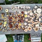 Apartmán Hollerhof - Urwuechsiges Paradies - Kreativurlaub