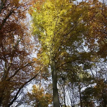 Lägenhet Hollerhof - Urwuechsiges Paradies - Kreativurlaub Friedrichswalde