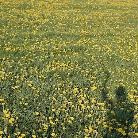 Hollerhof - Urwuechsiges Paradies - Kreativurlaub Lägenhet *