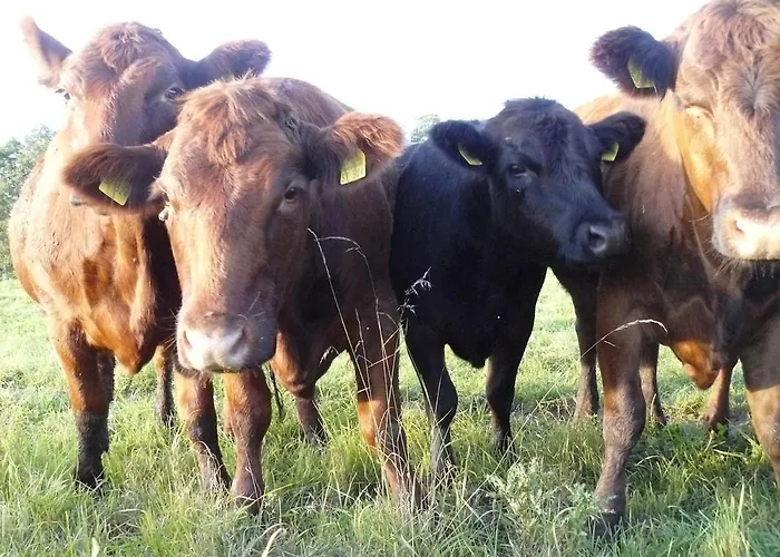 Hollerhof - Urwuechsiges Paradies - Kreativurlaub Friedrichswalde