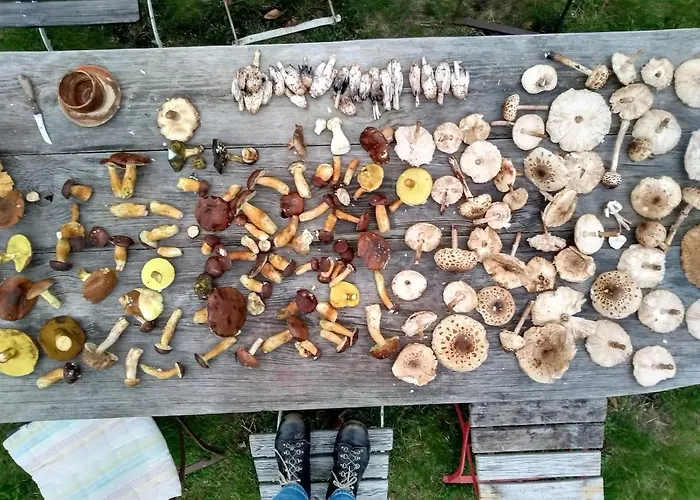 Apartmán Hollerhof - Urwuechsiges Paradies - Kreativurlaub