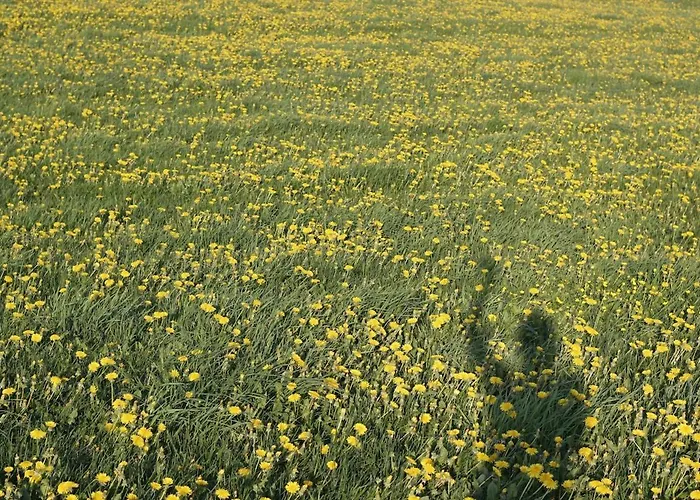 Hollerhof - Urwuechsiges Paradies - Kreativurlaub Apartmán *